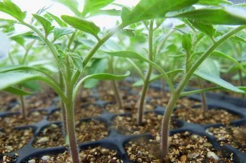 大棚种植番茄，易发生根腐病，要如何防治呢？
