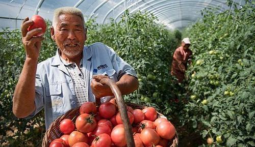 大棚种植番茄，易发生根腐病，要如何防治呢？