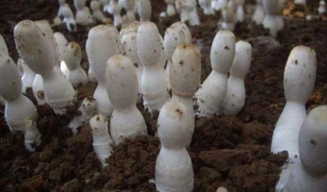 食用菌鸡腿菇，人工栽培时，要注意什么？