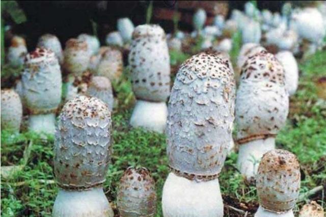 食用菌鸡腿菇，人工栽培时，要注意什么？