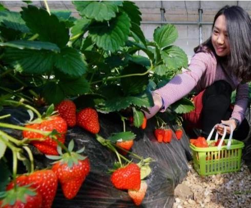 回家种草莓，效益怎么样？