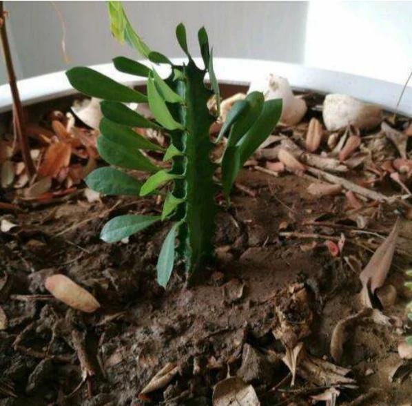 怎样栽种龙骨？