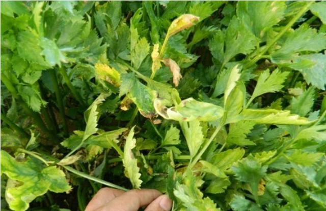 种植的芹菜出现黄叶现象，怎么防治呢？
