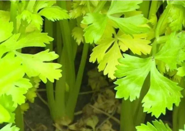 种植的芹菜出现黄叶现象，怎么防治呢？