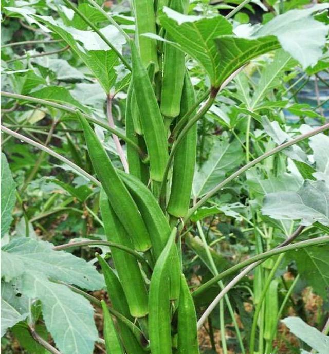 秋葵怎么高产种植？