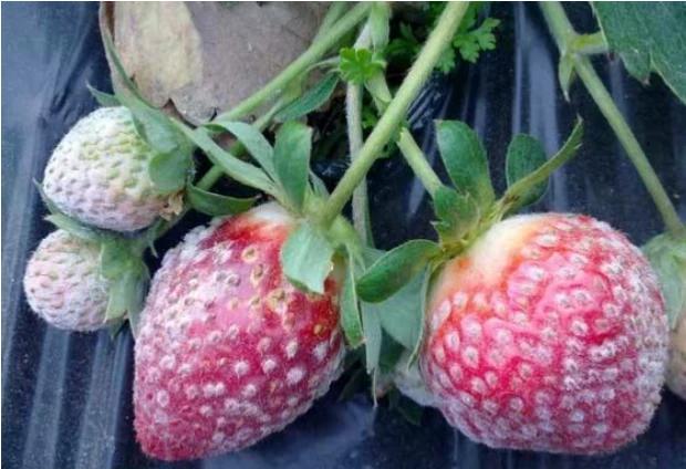 种植草莓，如何防治白粉病？