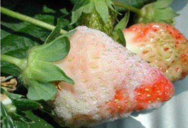种植草莓，如何防治白粉病？