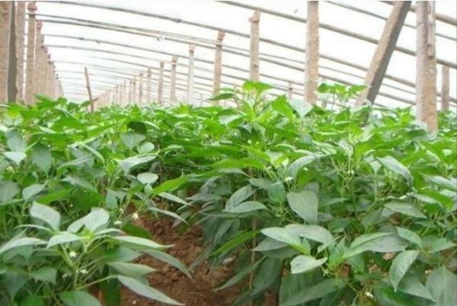 大棚种植辣椒，要想高产应该如何施肥？