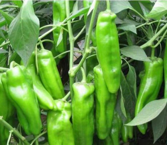 大棚种植辣椒，要想高产应该如何施肥？