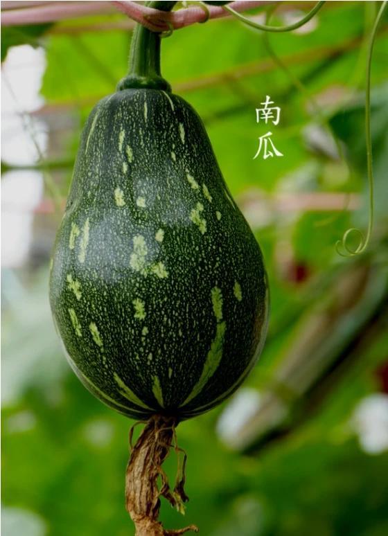 多吃南瓜，有什么好处？