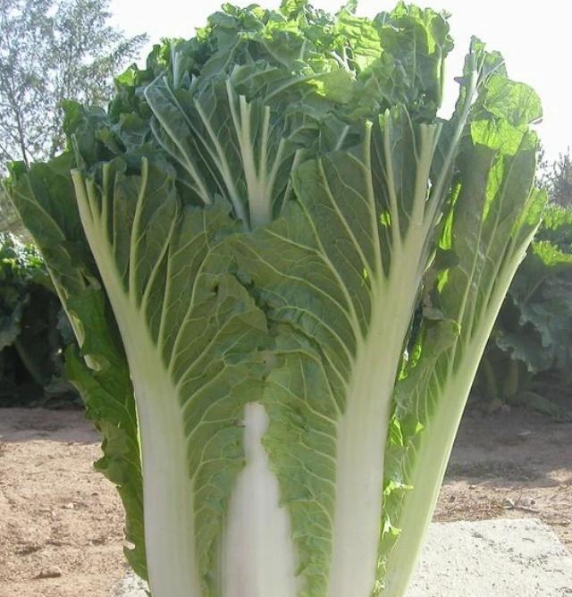 在农村有哪些野菜可以用来喂鸡？