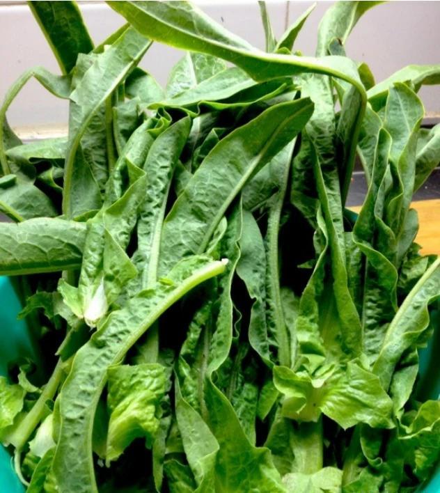 在农村有哪些野菜可以用来喂鸡？