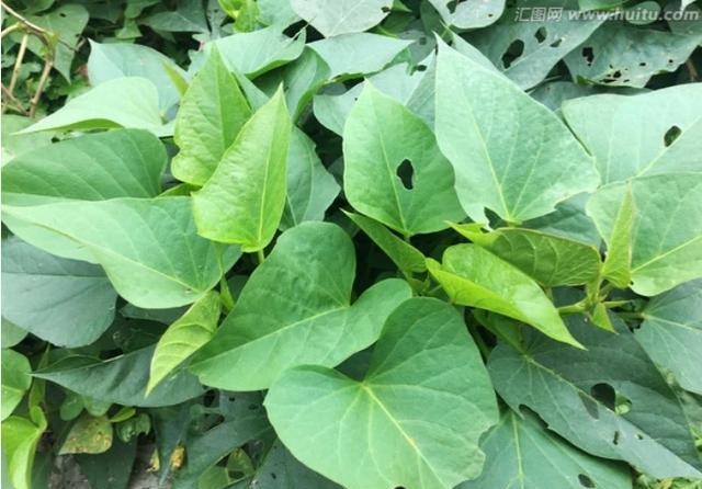 在农村有哪些野菜可以用来喂鸡？
