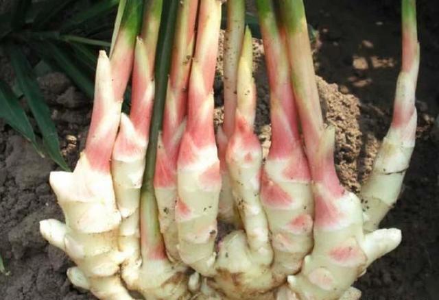 生姜种植最好的方法是怎样的？