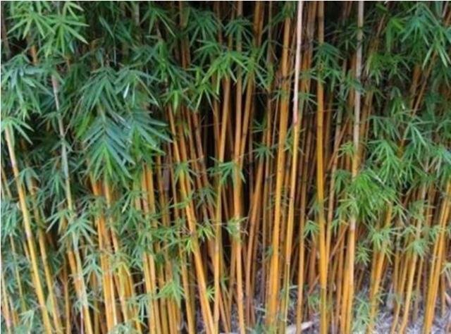 竹子有哪些种类，有什么用途？