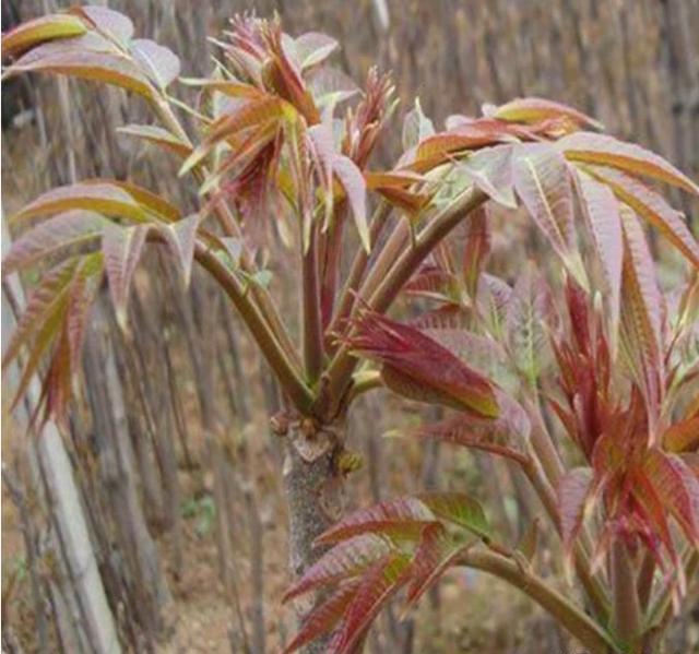 山区农业种植种啥能多挣钱？