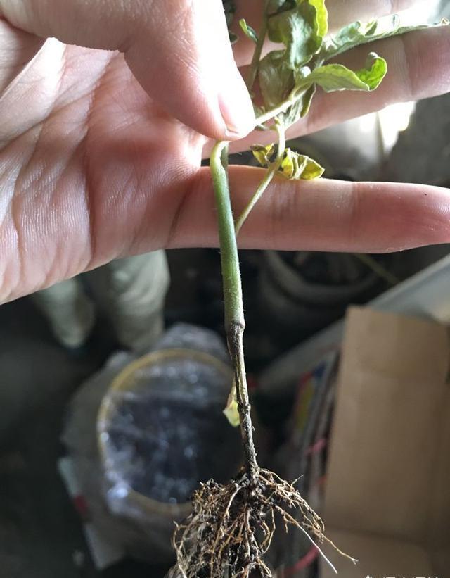 大棚种植番茄，易发生立枯病，要如何防治呢？