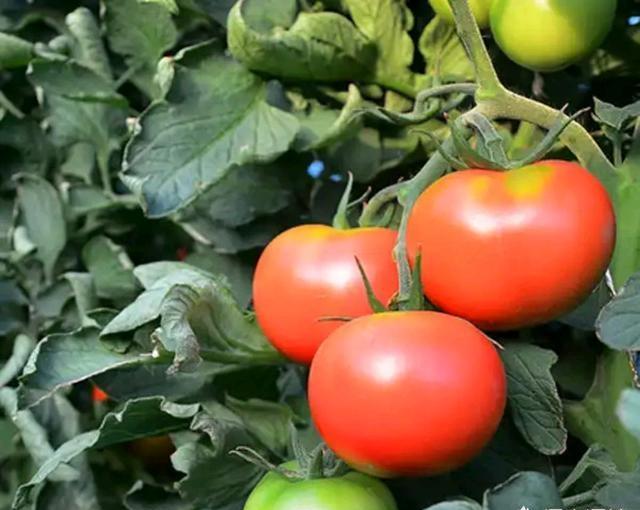 大棚种植番茄，易发生立枯病，要如何防治呢？