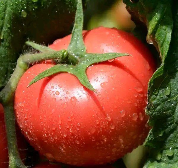 大棚种植番茄，易发生立枯病，要如何防治呢？