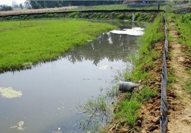 养殖池塘里种水草好，还是不种水草好？