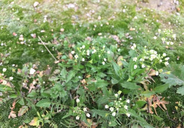 野菜荠荠菜好吃营养丰富,在农村哪里生长的比较多?