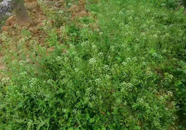 野菜荠荠菜好吃营养丰富,在农村哪里生长的比较多?