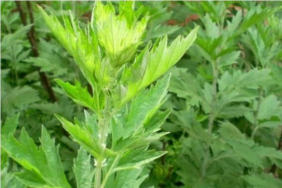 在农村你那里都有哪些治小毛病的植物，使用方法呢？