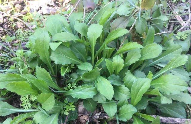 农村有哪些野菜堪称美食？能否晒晒照片？