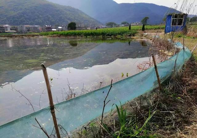 田地被挖掘成深坑养龙虾，该如何恢复成田地？