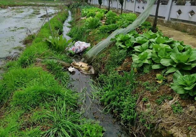 臭水沟的水浇菜能吃吗？注意什么？