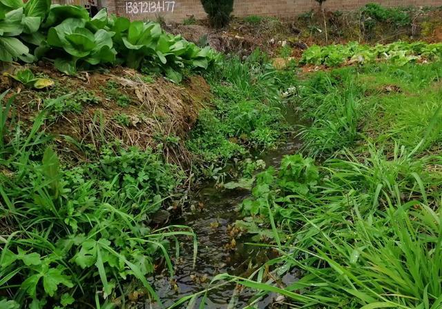 臭水沟的水浇菜能吃吗？注意什么？
