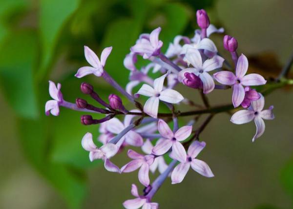 丁香怎么嫁接？丁香花的嫁接方法