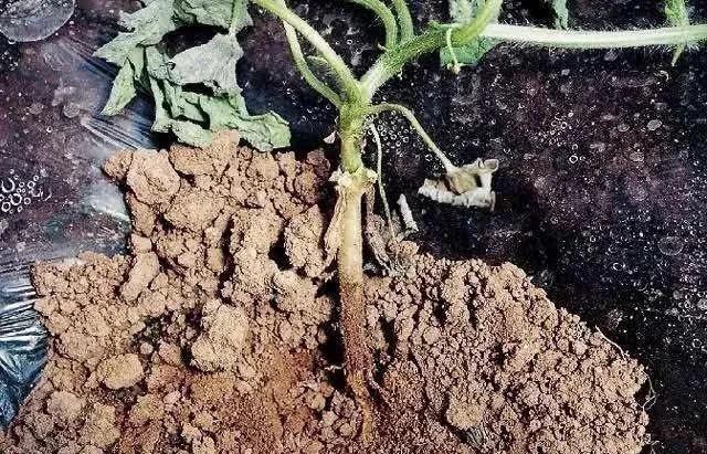 西瓜根腐用什么药好？