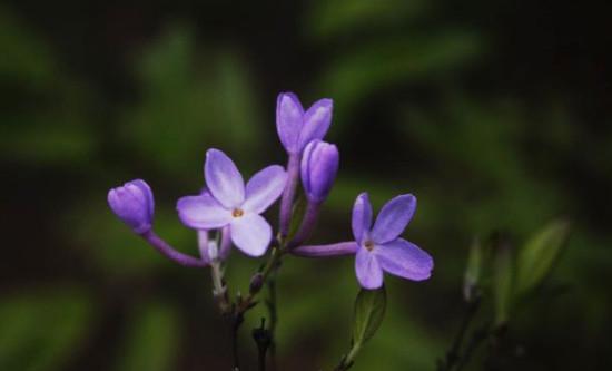 芫花怎么移植