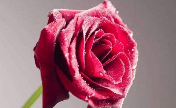 玫瑰花垂头了怎么补救