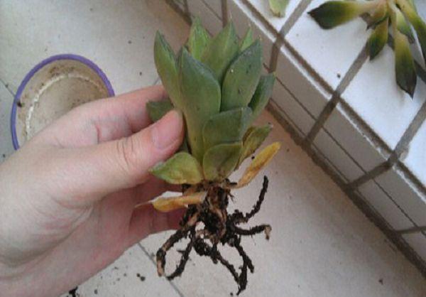 盆栽多肉植物烂叶怎么办？