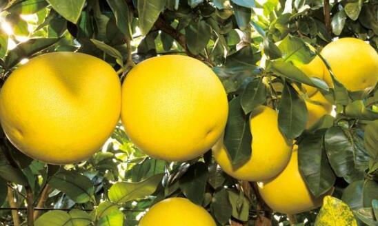 蜜柚有什么功效和作用以及禁忌