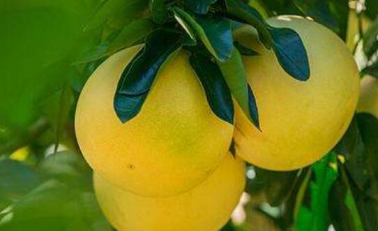 吃蜜柚的好处 吃蜜柚有什么功效和作用