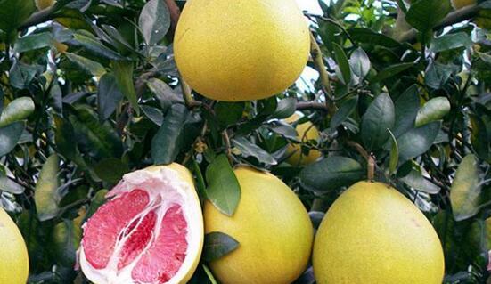 吃蜜柚的好处 吃蜜柚有什么功效和作用