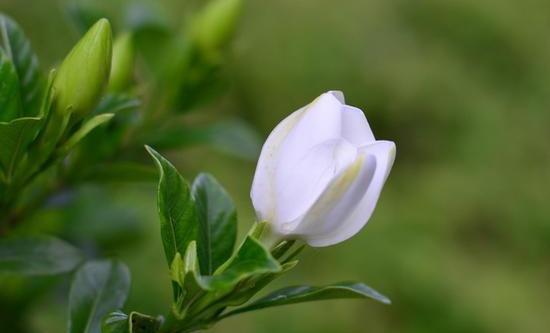 枙子花热天怎么样养护