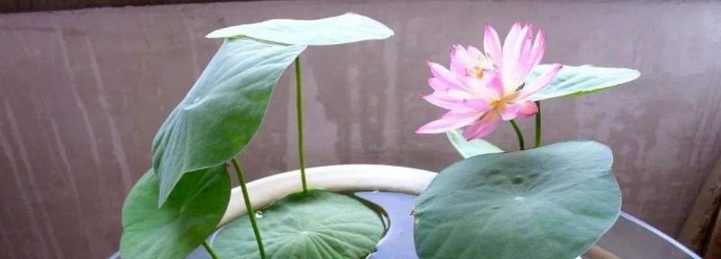 水培碗莲的种植方法和注意些什么