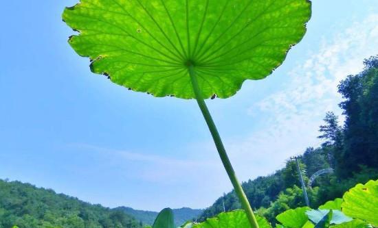 荷花为什么只长叶子不开花