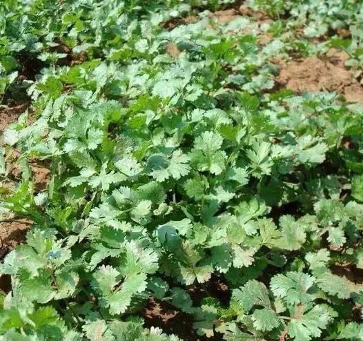 香菜大多数人爱吃，就是发芽慢，怎样才能使香菜快速发芽呢？