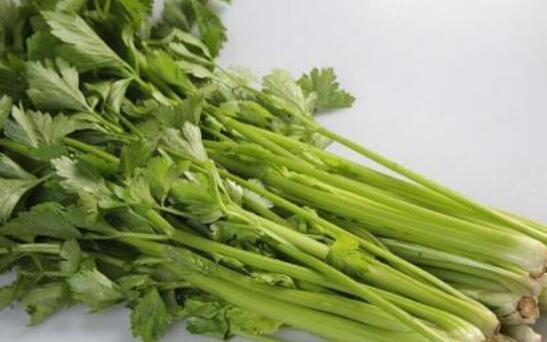 白芹菜和绿芹菜有什么区别 芹菜有什么功效