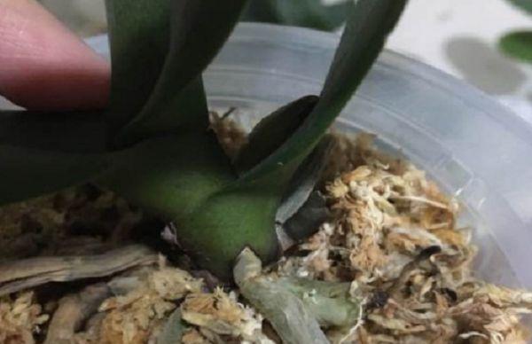 蝴蝶兰只有须根了能活吗？