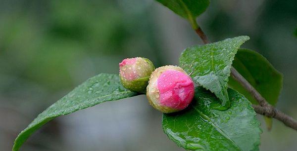 茶花春天好养活吗