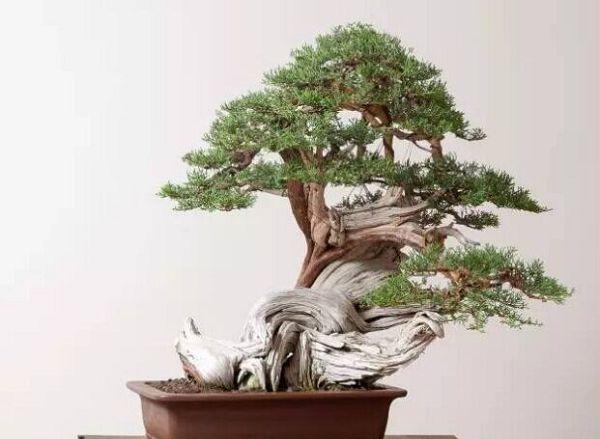 崖柏盆景制作方法