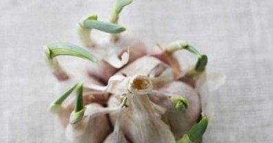 大蒜如何储存才不易发芽？