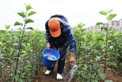 尿素撒到地里化了还损失肥效吗？