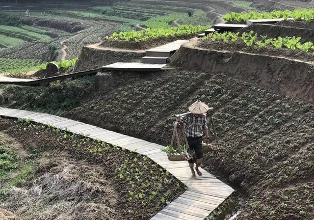 蔬菜喷磷酸二氢钾后什么时候可采摘？